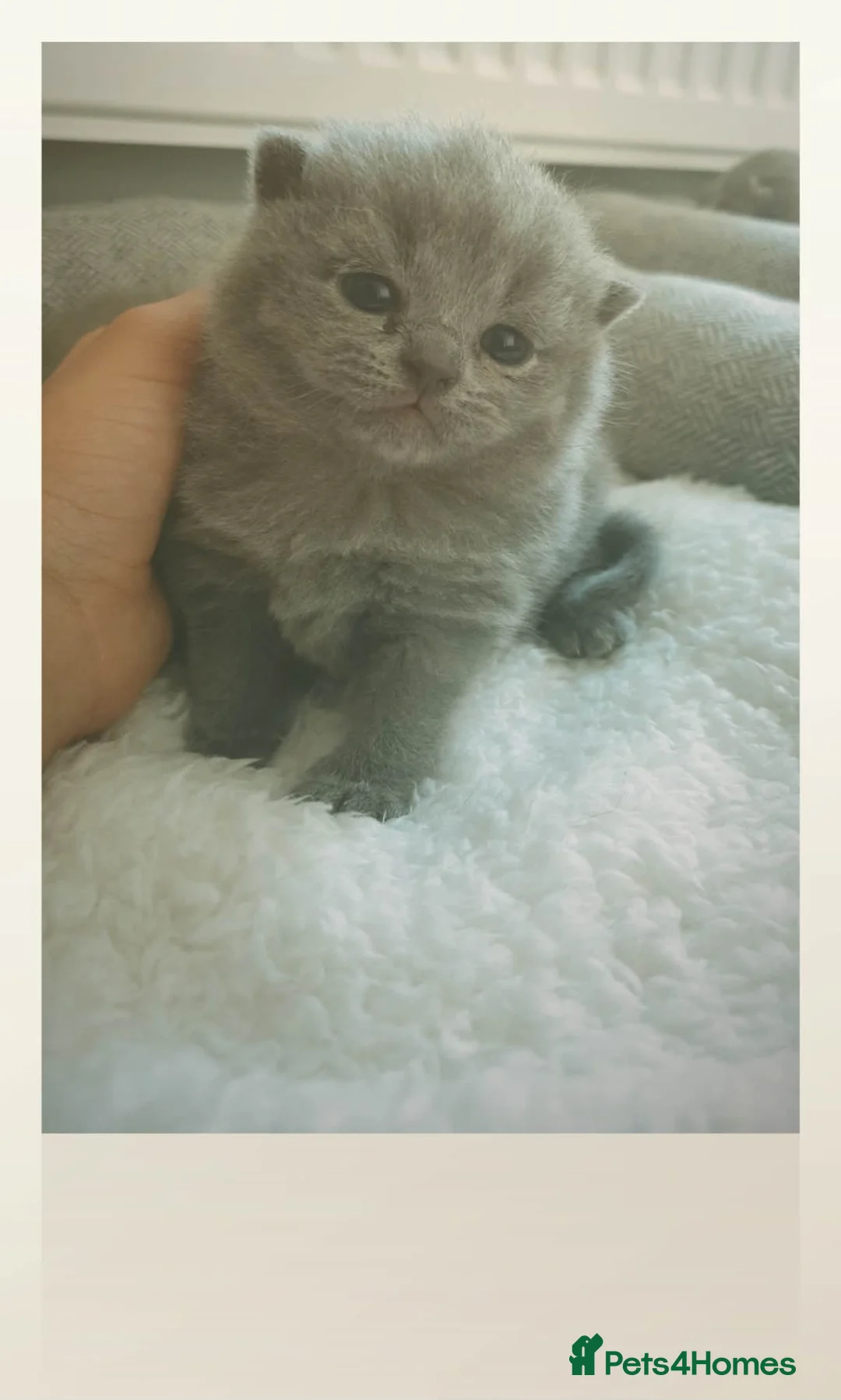 British Shorthair cats for sale: Beautiful BSH kittens  in Market Drayton - Advert 2