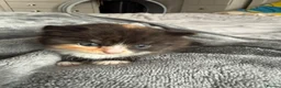 Mixed Breed cats for sale: Agnes - Advert 7