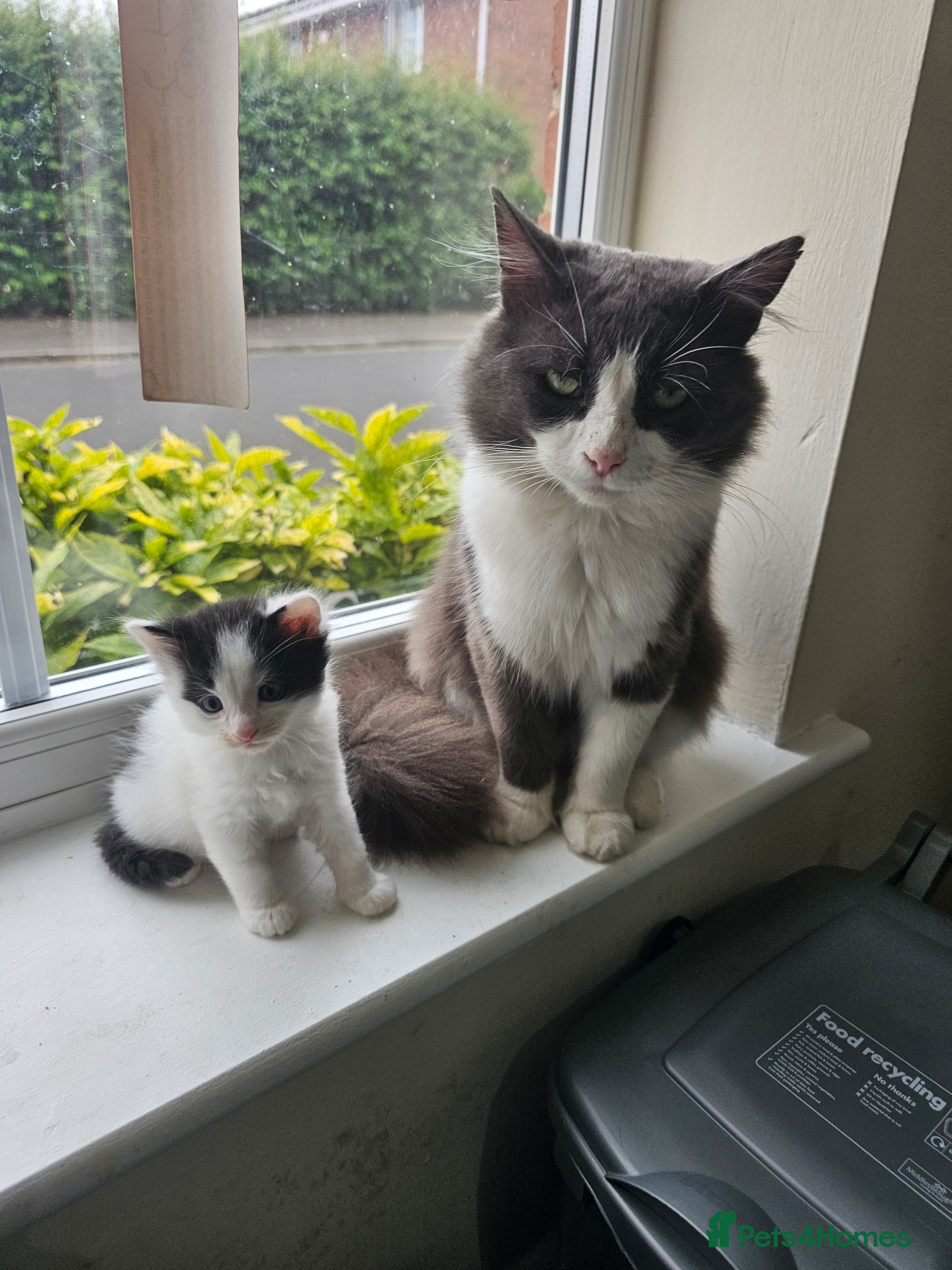 British Longhair cats 6 Longhaired Kittens White/Black/Tuxedo Mixed etc. - Advert 1