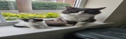 British Longhair cats for sale: 6 Longhaired Kittens White/Black/Tuxedo Mixed etc. - Advert 1