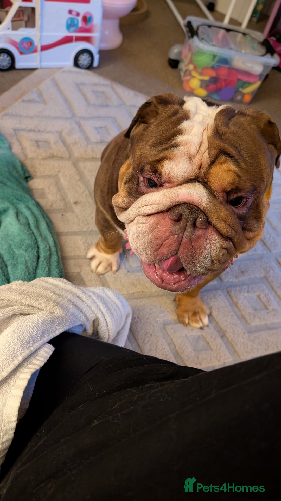 English Bulldog dogs for sale: Rolo  - Advert 3