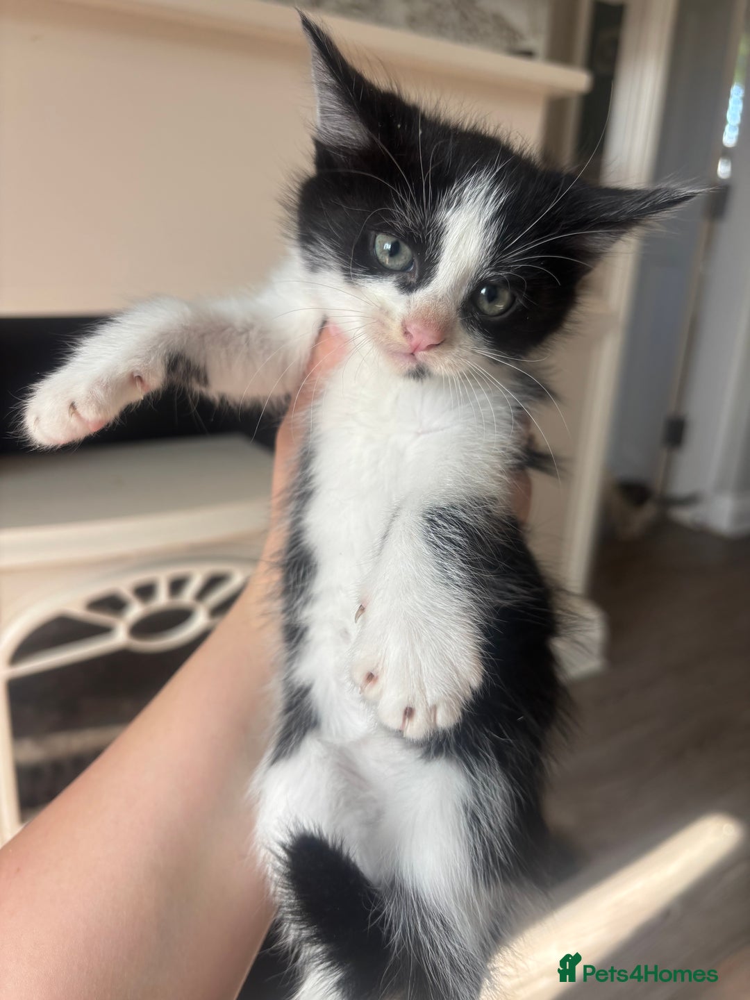 Mixed Breed cats for sale: 4 beautiful kittens left available soon! - Image 4