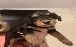 Miniature Schnauzer dogs for sale: 🐾🤎🐶Cavaschnauzer-Pups🐶🤎🐾 - Image 11