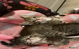 Mixed Breed cats for sale: Adorable kitten's  - Image 9