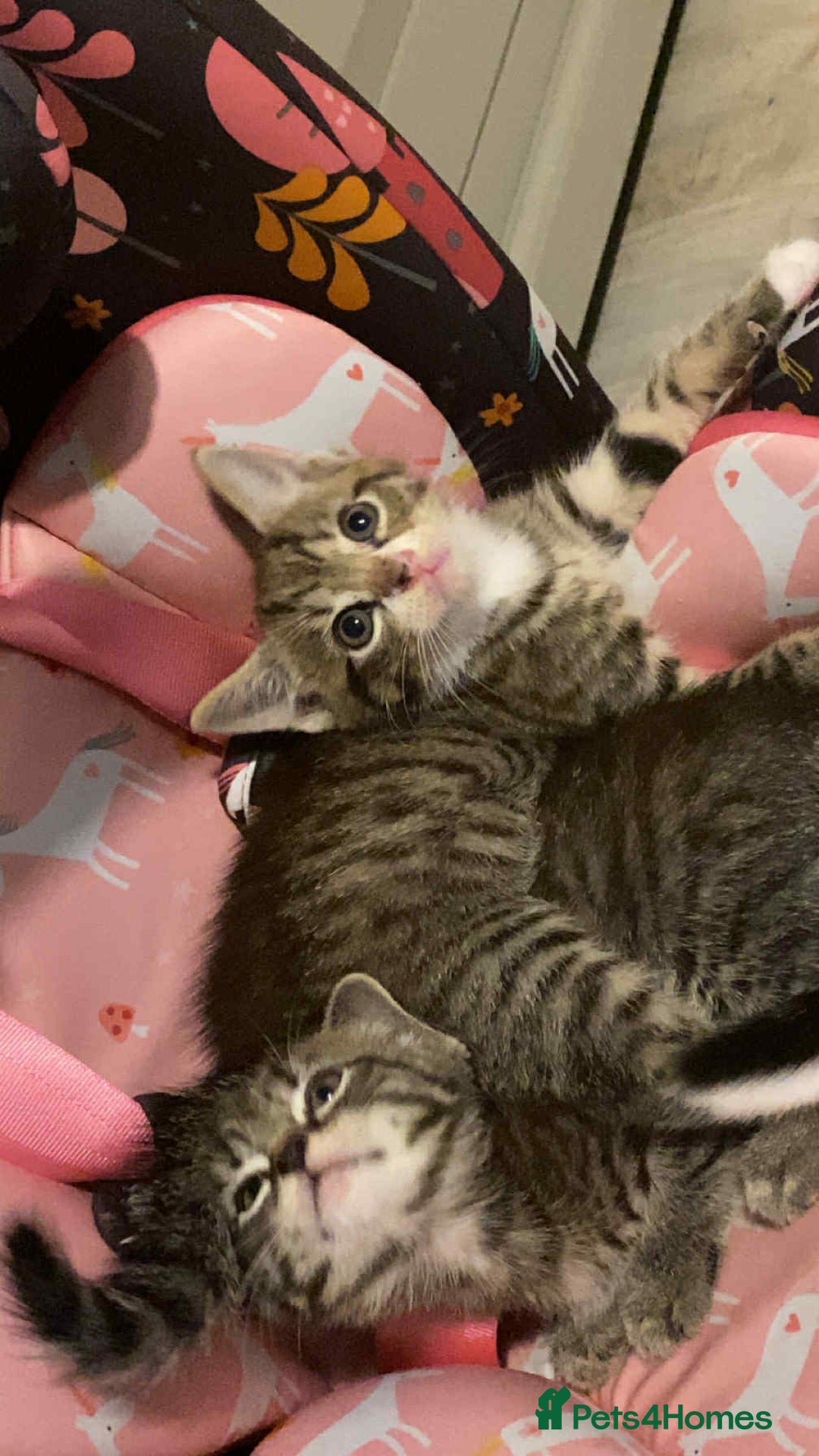 Mixed Breed cats for sale: Adorable kitten's  - Image 9