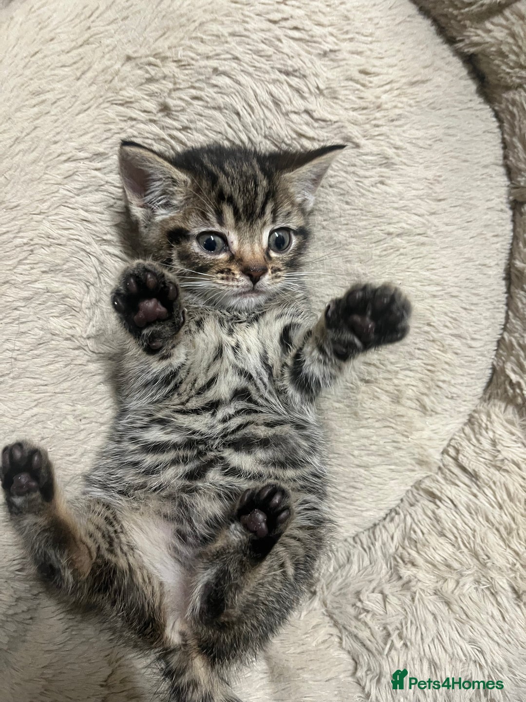Mixed Breed cats for sale: 🐾 Beautiful 6week old mix tabby Kittens - Advert 6