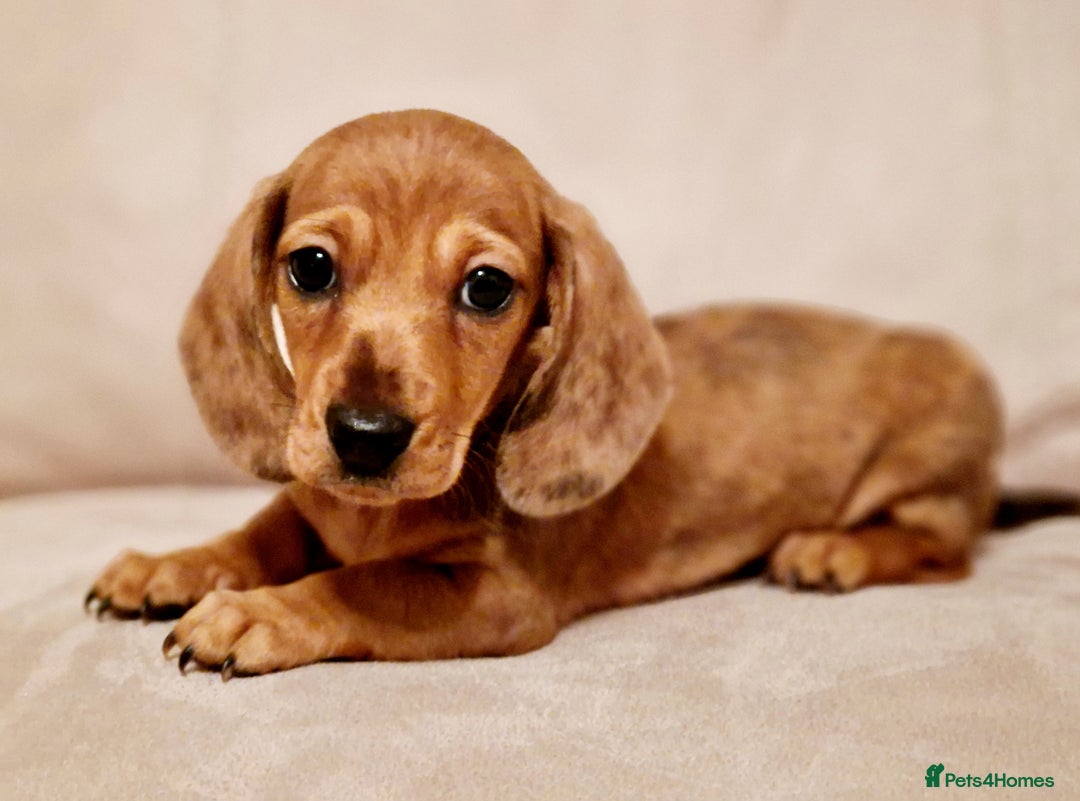 Miniature Dachshund dogs for sale: Miniature Dachshund  - Advert 4