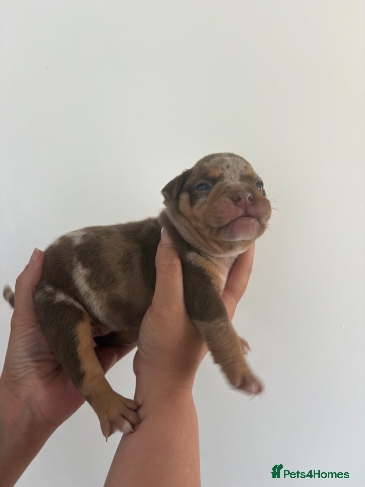 American Bully dogs 🧬 STUNNING CHUNKY POCKET BULLYS 🏆  - Advert 5
