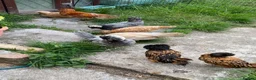 Chickens poultry for sale: 6 Polish Bantam hatching eggs  - Advert 5