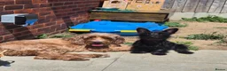 Mixed Breed dogs for sale: Juniper (junie) looking to be rehomed - Advert 8