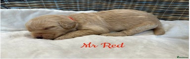 Mr Red