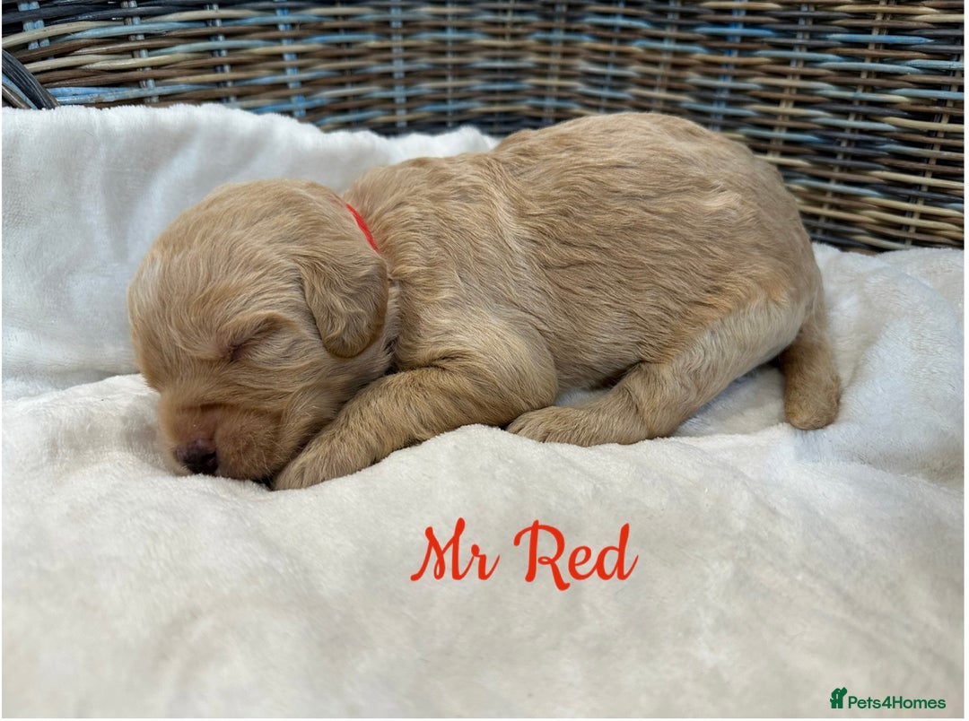 Labradoodle dogs for sale: ⭐️Fully Health Tested F1 Miniature Labradoodles - Advert 4