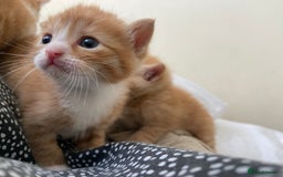 Mixed Breed cats for sale: 3 gorgeous ginger kittens available  - Image 11