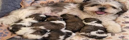 Shih Tzu dogs for sale: Shih Tzu puppys - Advert 10
