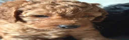 Cavapoo dogs for sale: Cavapoo puppies  - Advert 17