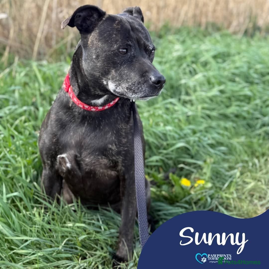 Mixed Breed dogs Meer Sunny, currently residing in Cambridge  - Advert 7