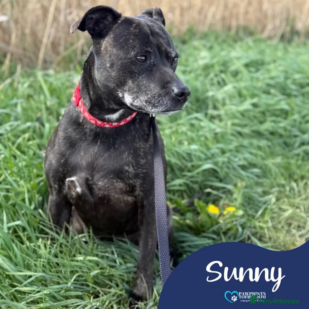 Mixed Breed dogs for adoption: Meer Sunny, currently residing in Cambridge  in Cambridge - Advert 1