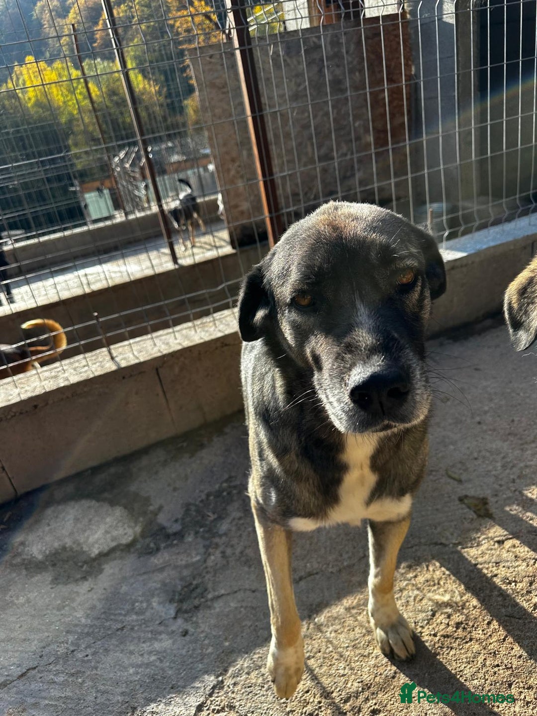 Mixed Breed dogs for adoption: Tully is patiently waiting for a family! - Advert 1