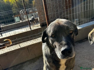 Mixed Breed dogs Tully is patiently waiting for a family! - Advert 2