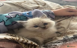 Ragdoll cats for sale: READY TO LEAVE Purebred ragdolls - Image 16
