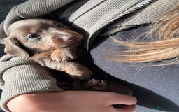 Miniature Dachshund dogs for sale: Isabella tan miniture dachshunds for sale⭐️ - Image 7