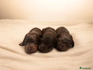 Miniature Dachshund dogs Stunning top quality short legged mini dachshunds - Advert 3