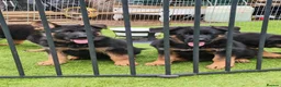 German Shepherd dogs for sale: German Shepherd Puppies for sale - Advert 4