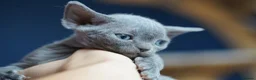 Devon Rex cats for sale: ❤️ Pure Line Devon Rex Kittens Available ❤️ - Advert 18