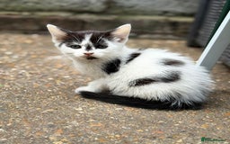 Mixed Breed cats for sale: beautiful kittens❤️ - Image 2