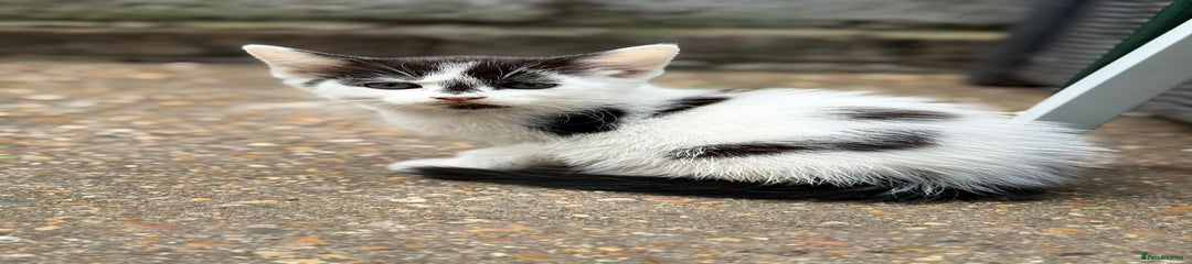 Mixed Breed Kitten 2