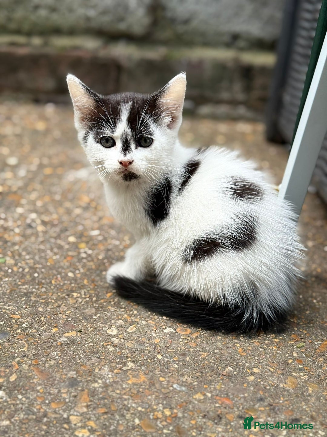 Mixed Breed cats for sale: beautiful kittens❤️ - Image 2