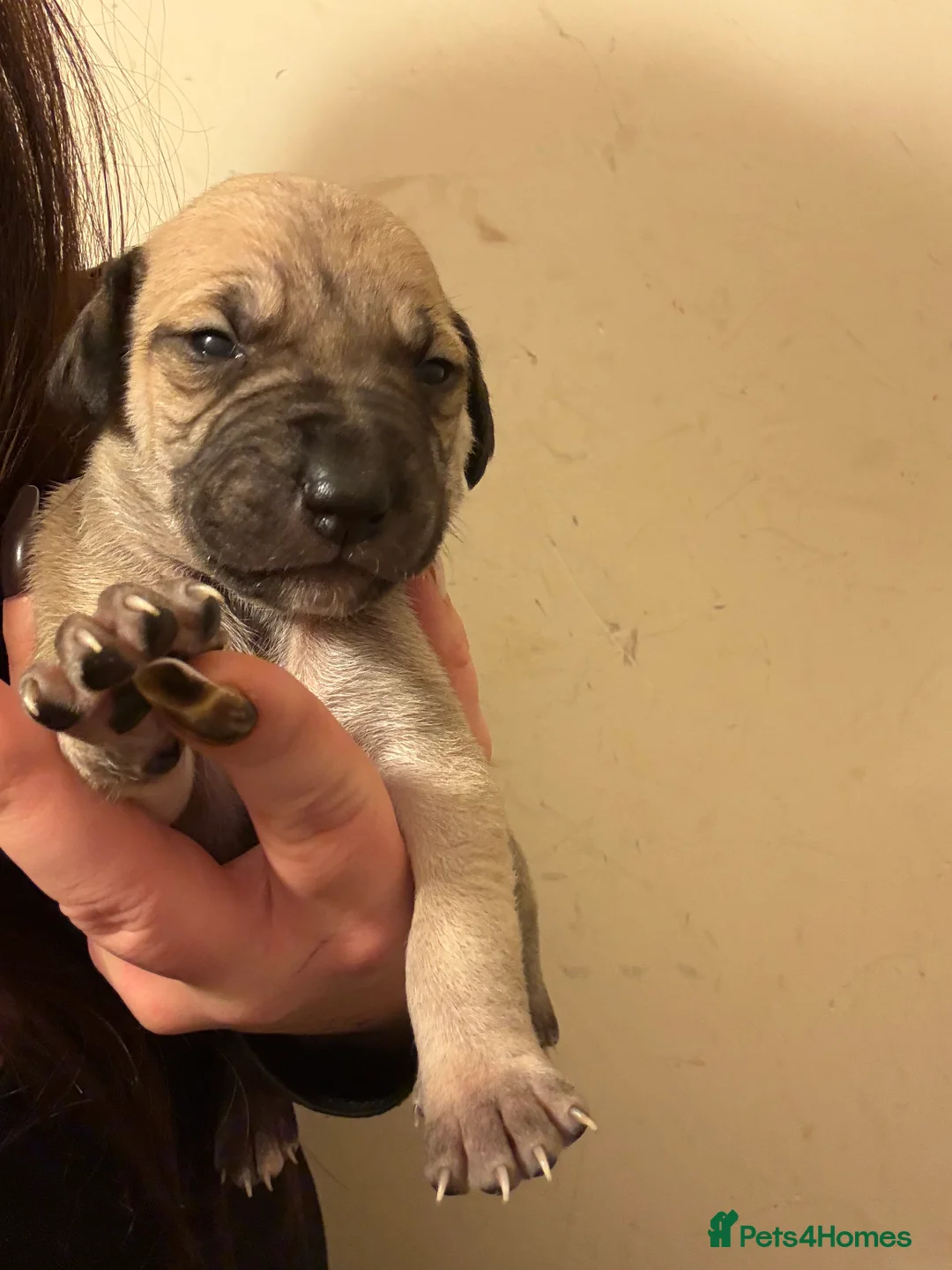 Mixed Breed dogs for sale: Bull lurcher cross puppies - Advert 11
