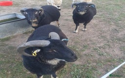 Sheep livestock for sale: Badgerface Welsh Mountain Sheep  - Image 1