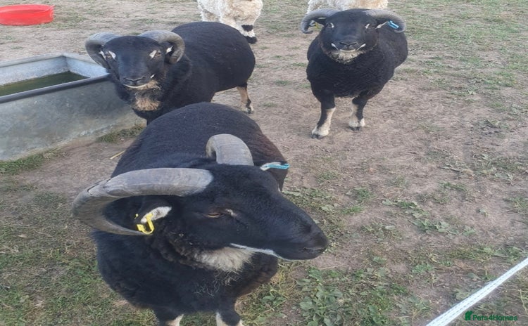 Sheep livestock - Advert 1