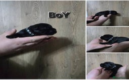 Miniature Schnauzer dogs for sale: 3 puppys left -KC - Miniature Schnauzer Puppies - Image 10