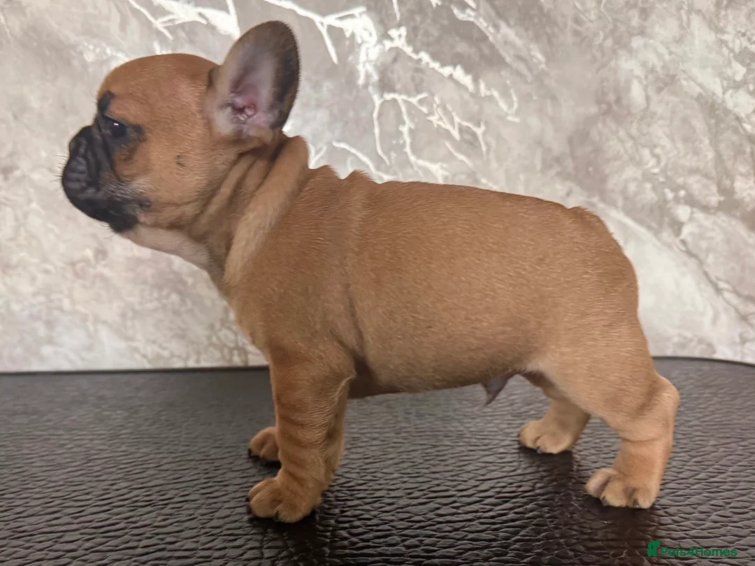 French Bulldog dogs for sale: Champion Sired last female Fawn French bulldog - Advert 16