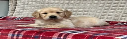 Golden Retriever dogs for sale: GORGEOUS GOLDEN RETRIEVER PUPPIES  in Carmarthen - Advert 32