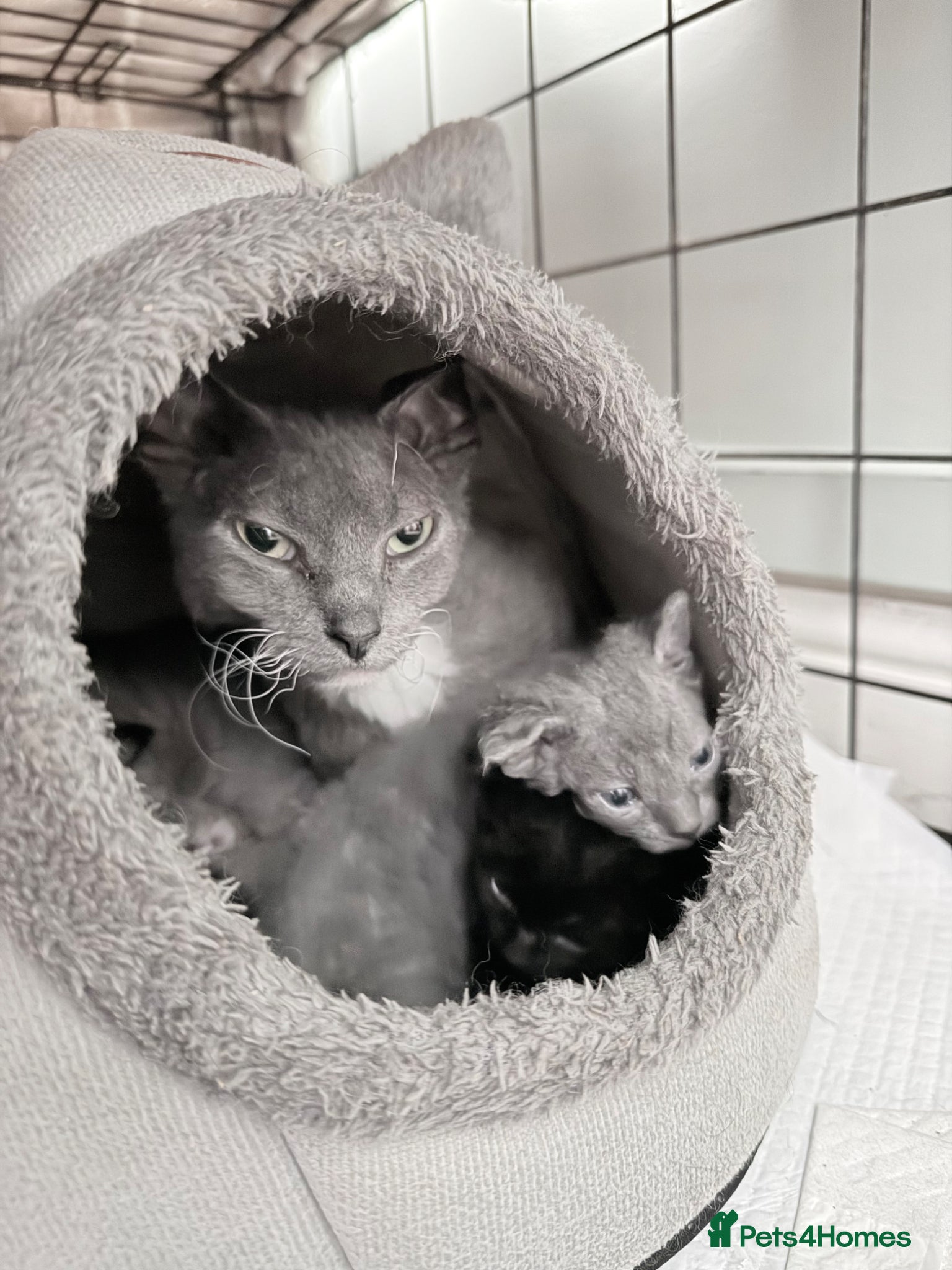 Mixed Breed cats Grey kittens - Mum is Sphynx X British short hair - Advert 2