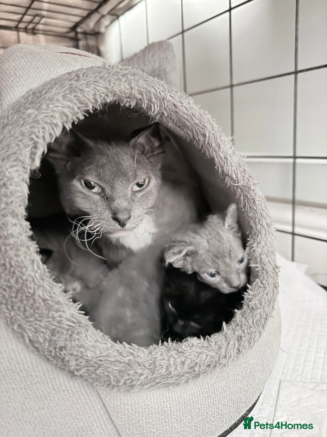 Mixed Breed cats for sale: Grey kittens - Mum is Sphynx X British short hair - Advert 1