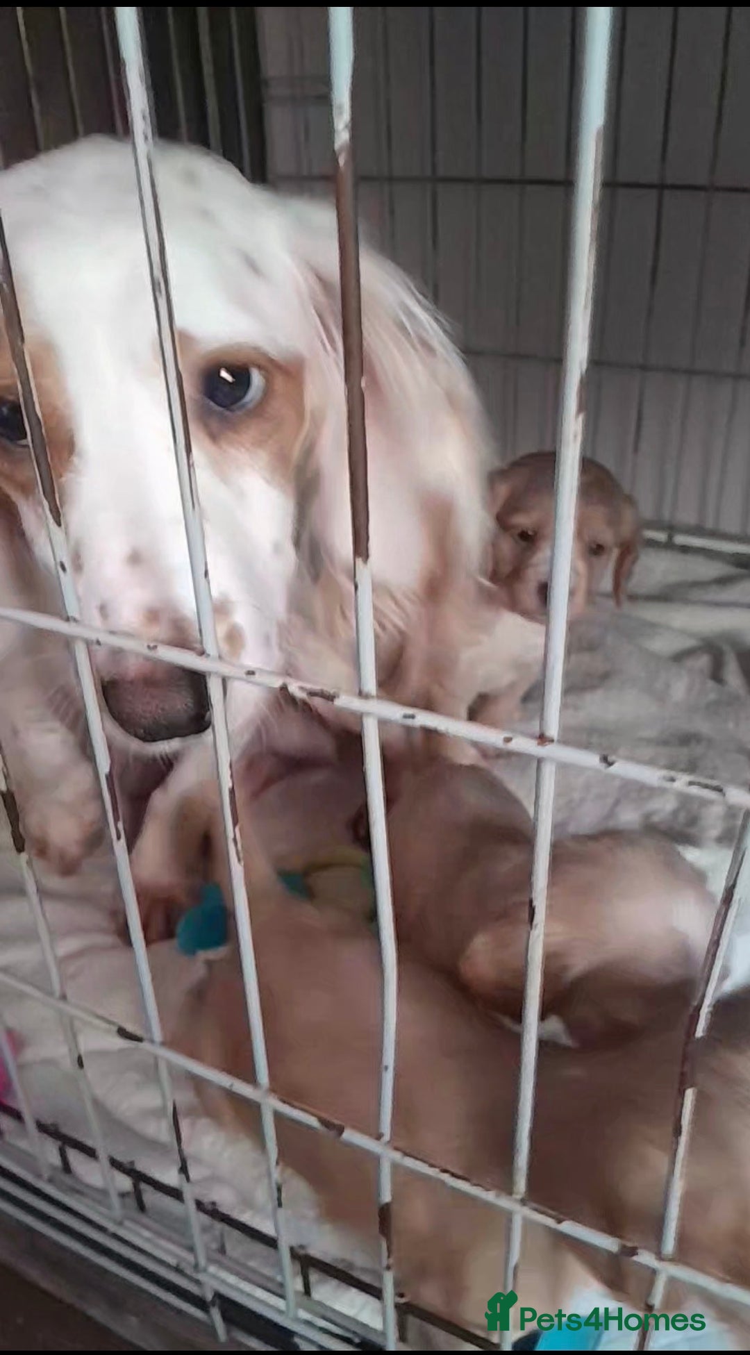 Cocker Spaniel dogs for sale: Cocker spaniel pups  - Advert 5