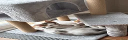Mixed Breed cats for sale: Kittens for sale  - Advert 8
