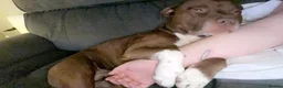 Staffordshire Bull Terrier dogs for stud: Bear  in Perth - Advert 4