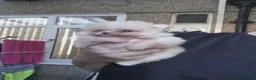 Pomeranian dogs for sale: Pomeranian  **  puppies Teddy bear face   in Leicester - Advert 10