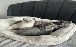 British Shorthair cats for sale: British shorthair kittens - Image 8