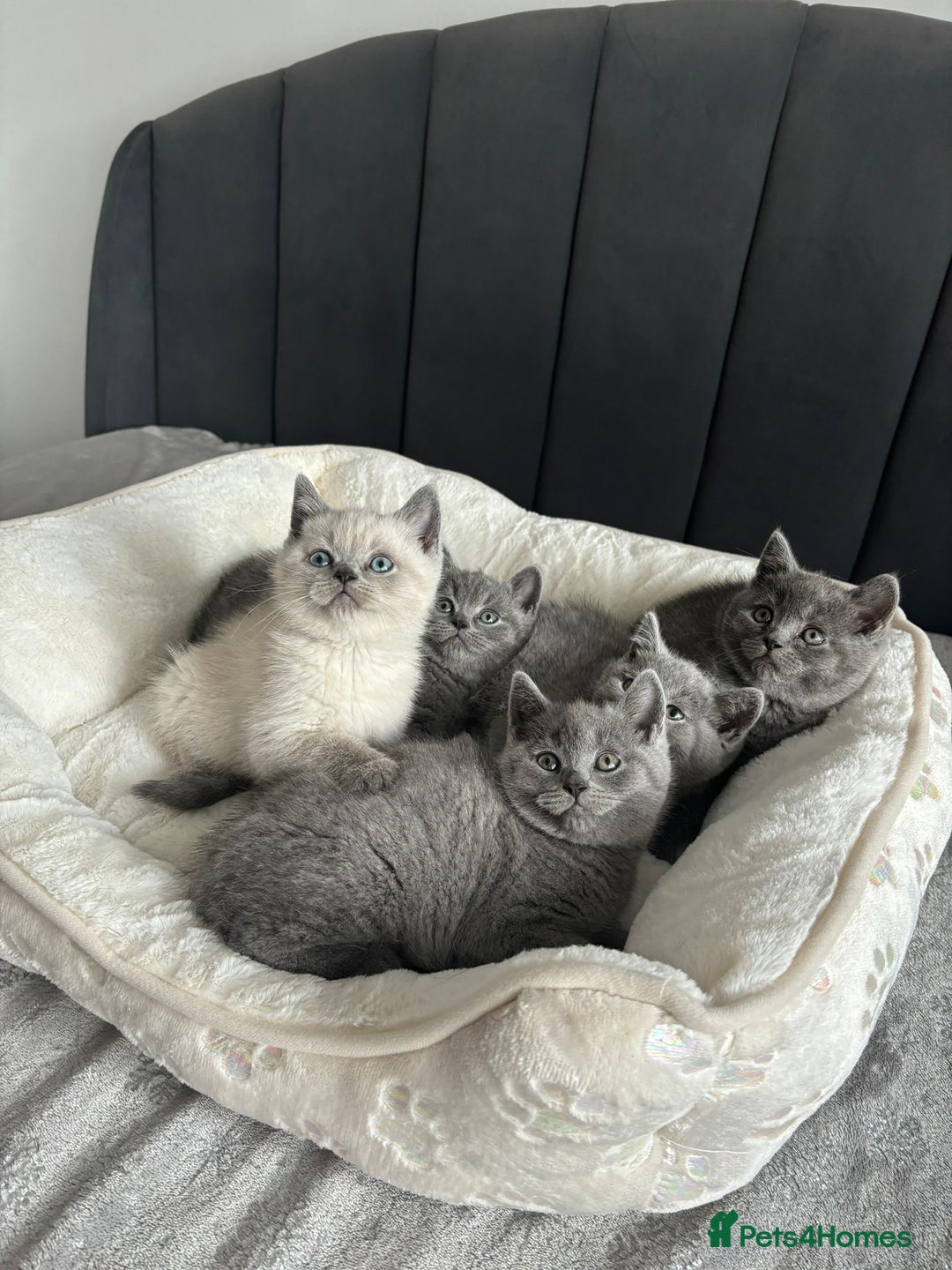 British Shorthair cats for sale: British shorthair kittens - Image 8