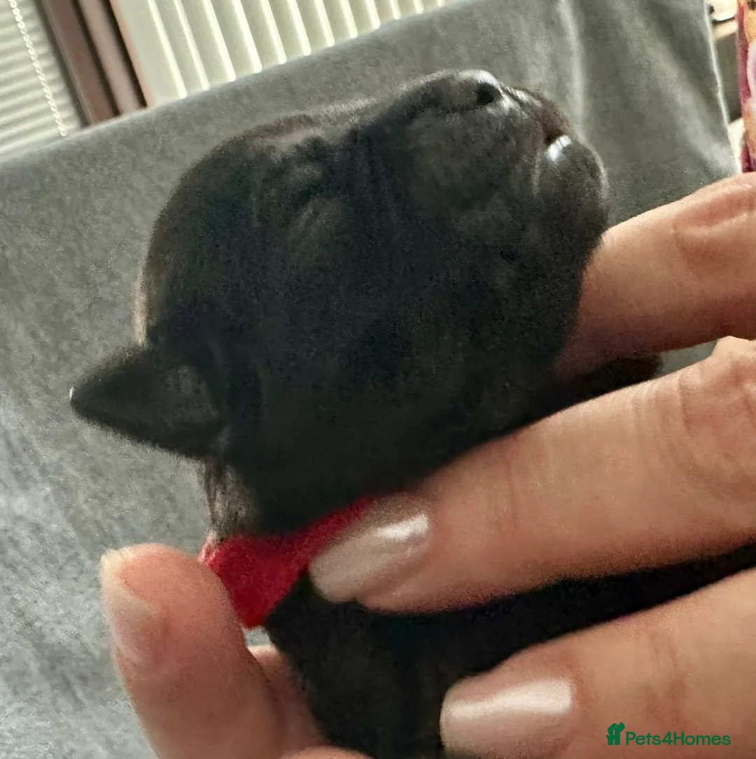 Staffordshire Bull Terrier dogs for sale: KC Black Staffordshire Bull Terrier  - Advert 12
