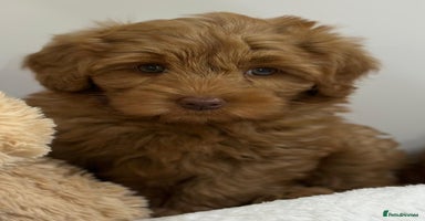 Australian Labradoodle dogs - Advert 2