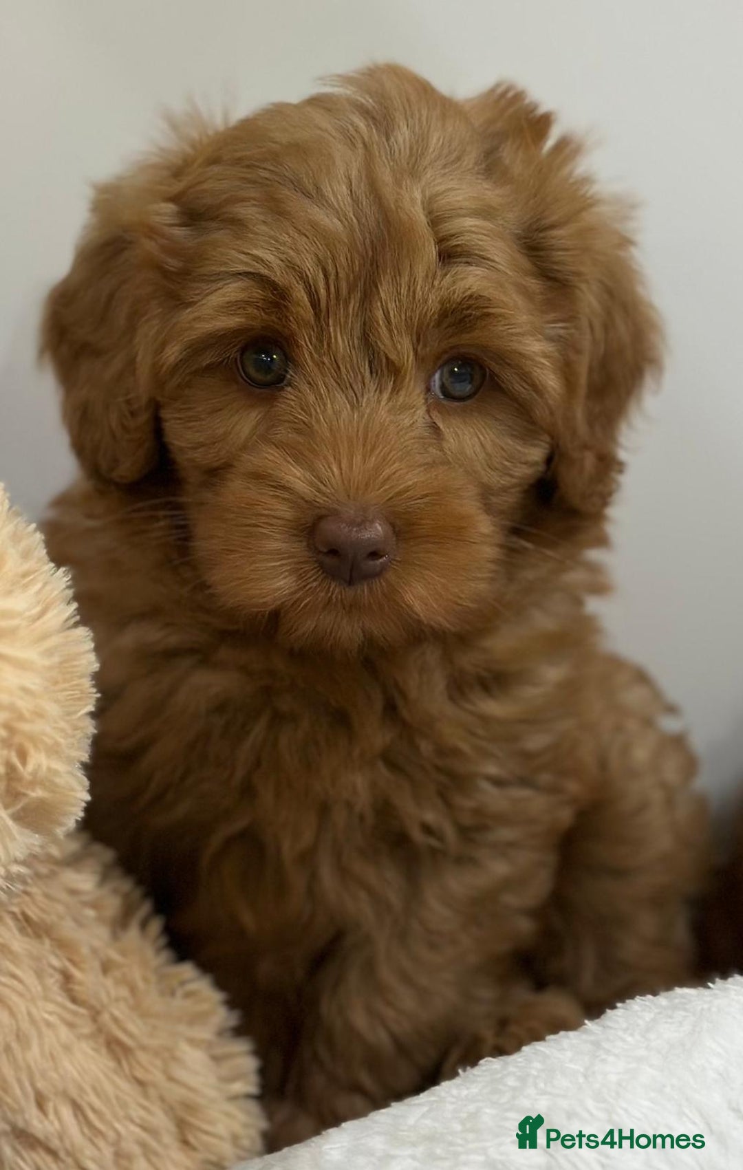 Australian Labradoodle dogs for sale: Superior Authentic Australian Labradoodle Puppies - Image 2
