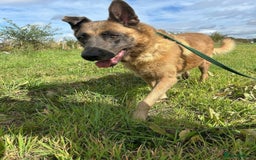 Mixed Breed dogs for adoption: Ava. Norwich Norfolk  - Image 2