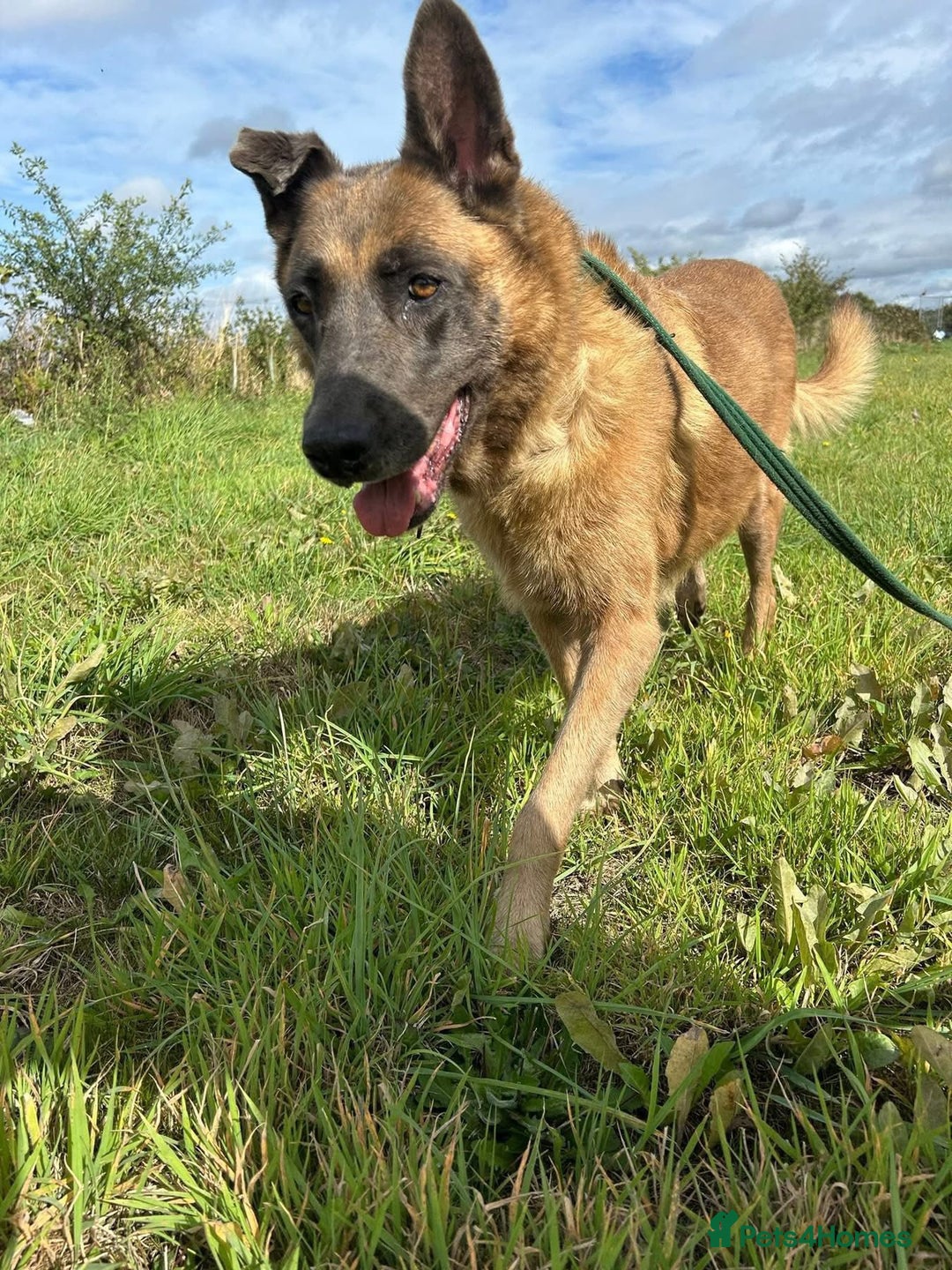 Mixed Breed dogs for adoption: Ava. Norwich Norfolk  - Image 2